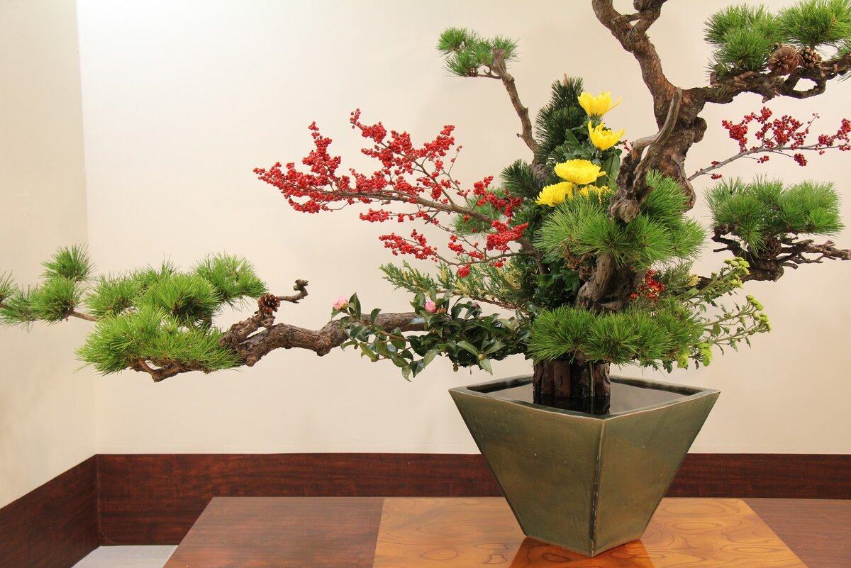 Выращивание маленьких японских деревьев бонсай (bonsai)