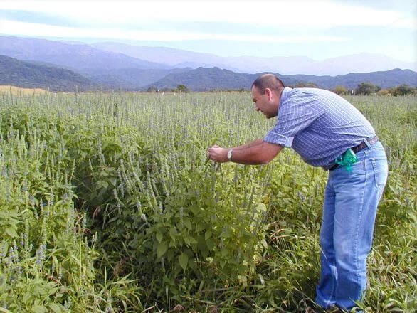Так растет трава чиа