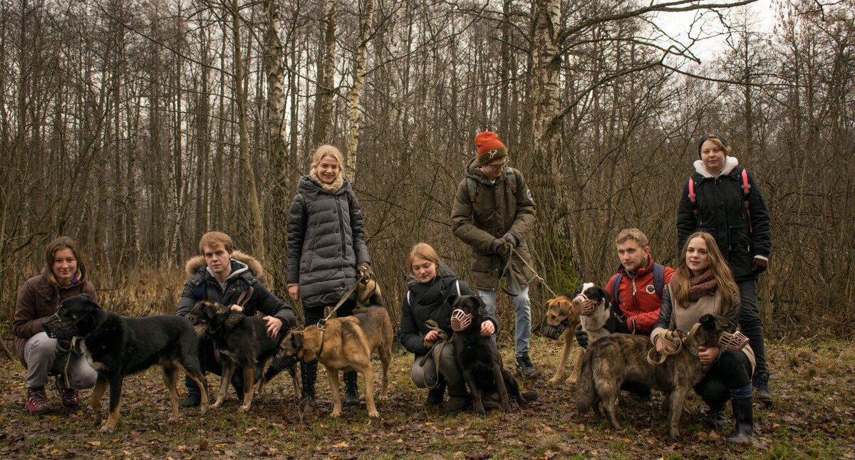 Слева направо наши подопечные - Димар , Лея , Джанго , Шерри , Лорд, Тигра 
