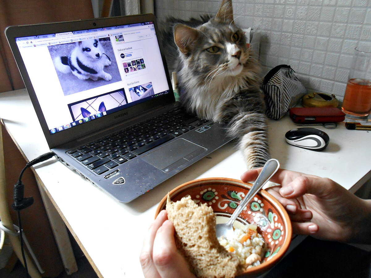 Сторожевой кот вступил в бой: молодость всплыла в попытке защитить хозяев от койота