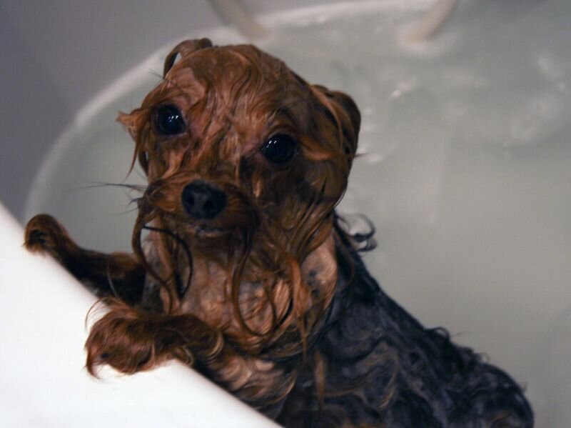 Фото: strelitzia (flickr.com)