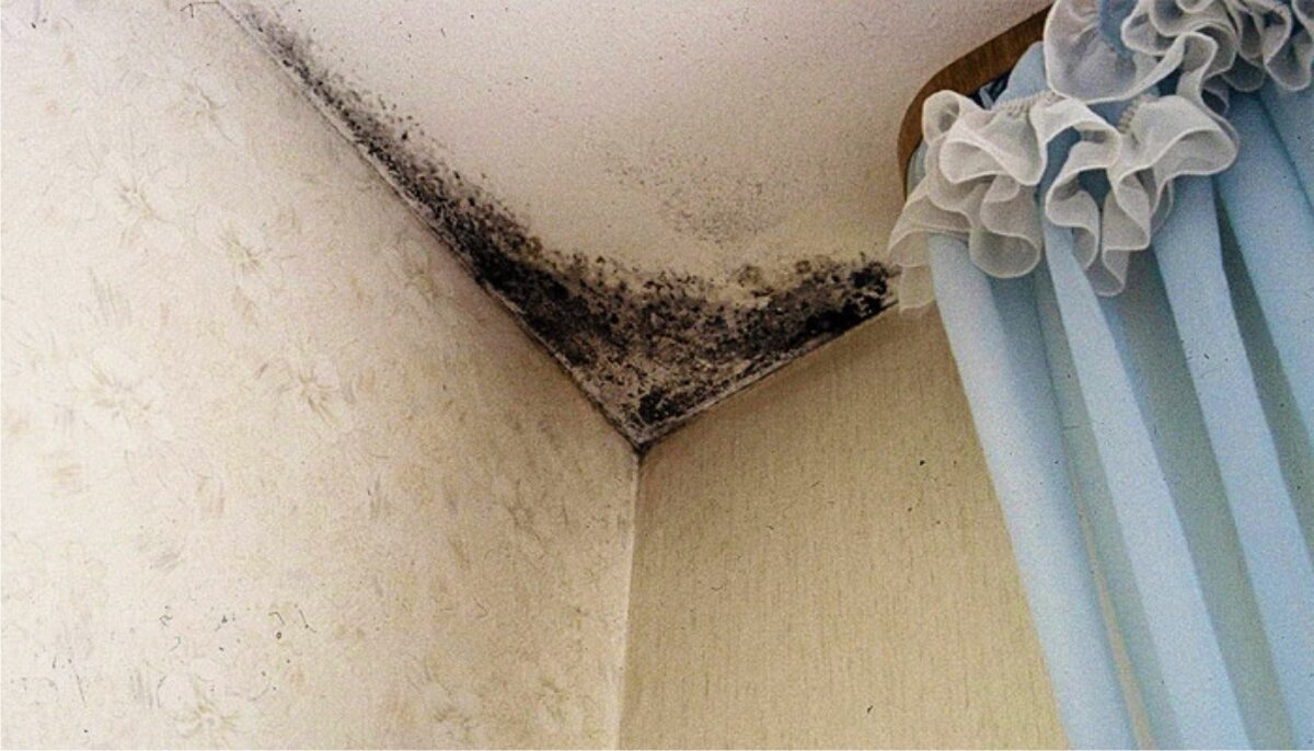 Плесень на потолке в квартире. Грибок на стенах в квартире. Плесень и грибок на стенах. Плесень на стенах. Плесень на стенах в квартире.