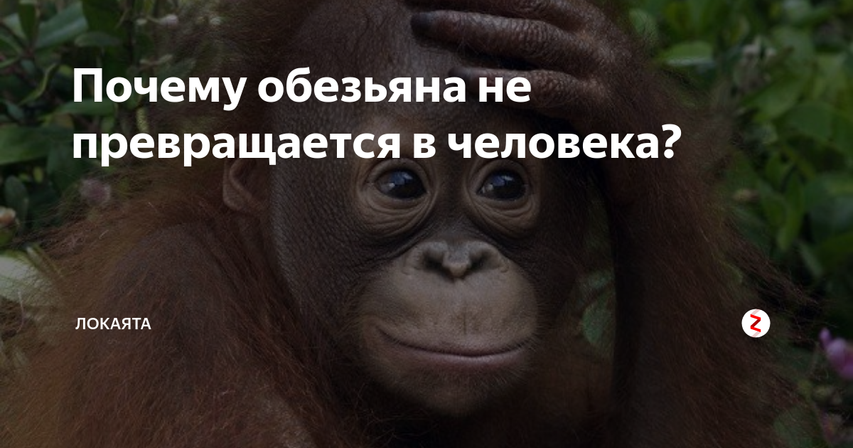 Почему обезьяны превращается в человека?. Станислав дробышевский семья. Станислав дробышевский антрополог. Почему обезьяны сейчас не превращаются в людей. Почему не все обезьяны эволюционировали в человека.