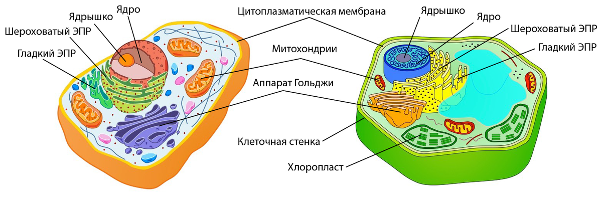 Клетки имеют ядро прокариоты эукариоты. Строение клетки эукариот. Строение эукариотической клетки животного и растения. Эукариотическая клетка строение. Строение эукариот.