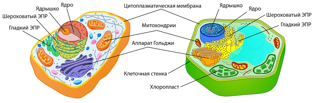 Эукариотическая клетка рисунок. Клетка эукариот человека. Модель клетки эукариот. Эукариот человека строение. Животная клетка эукариот.