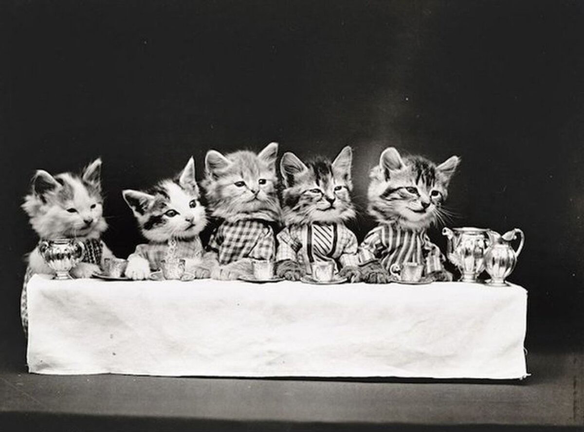 веселое застолье