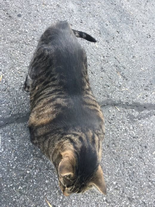Накаченный котяра подошел ко мне на улице | МОТИВАТОР | Дзен