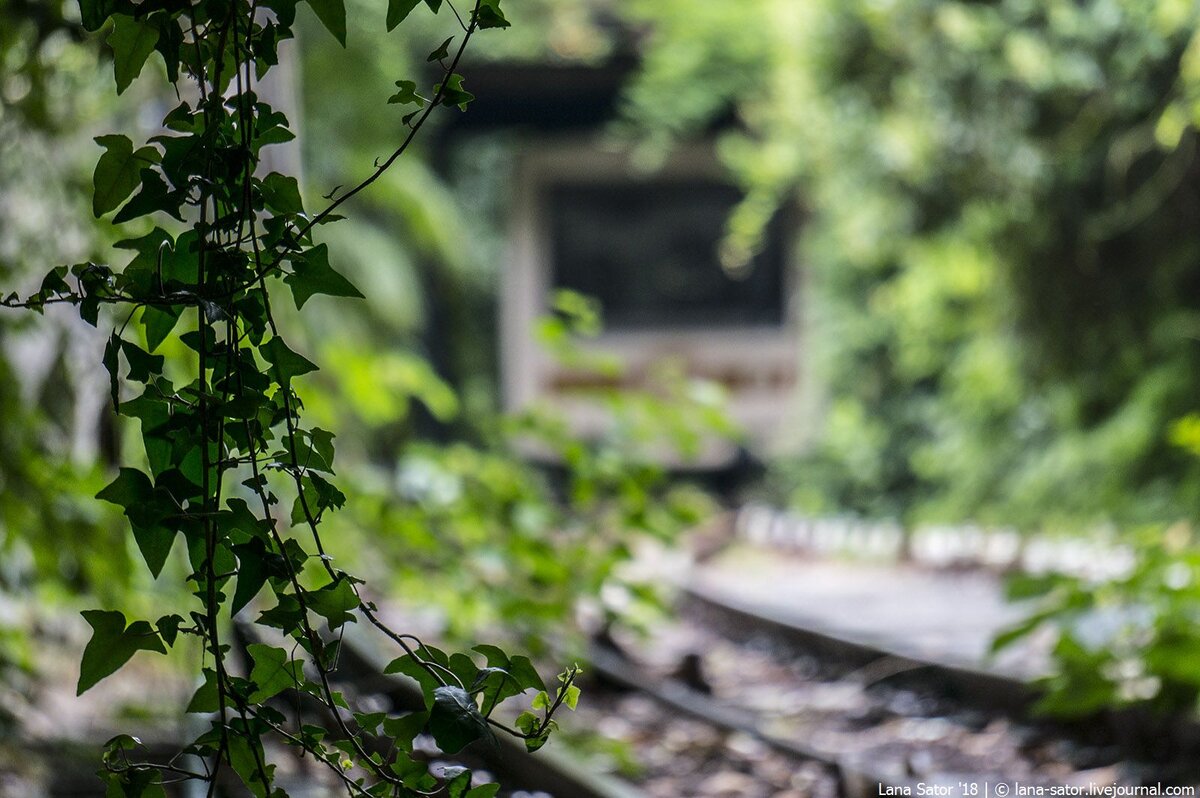 заброшенный путь, засыпанный палой листвой и заросший лианами