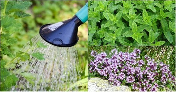 фото: pixabay.com