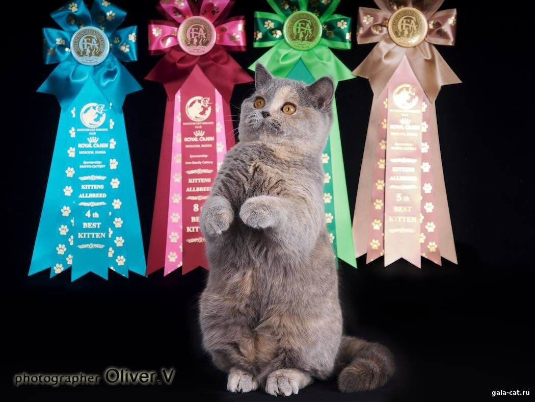 Zoluschka High Class*RU - лучший британский котенок CFA на крупнейшей выставке Grand Prix Royal Canin 2016 в Москве. Золушка попала в Топ-10 лучших котят у четырех судей на финальных шоу CFA (при конкуренции - 116 котят всех пород).