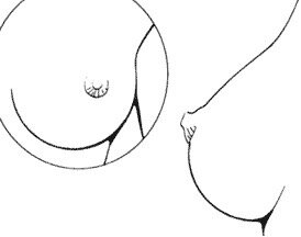 длинные соски женской груди сонник | Дзен