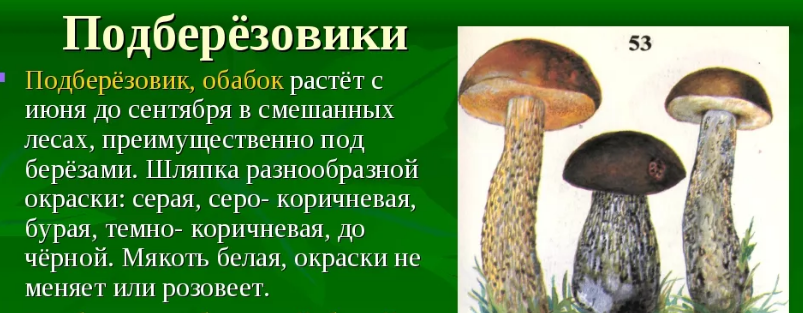 Обращайте внимание на ножку гриба. У нее должна быть расцветка как у березы, черно-белая в крапинку.