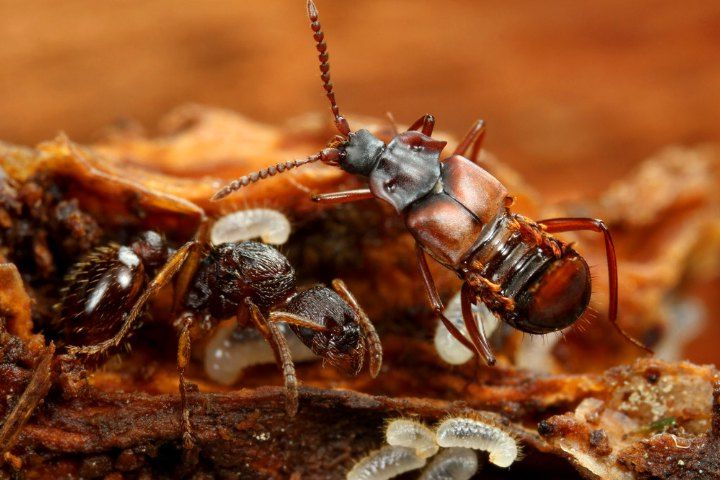 Теперь все что нужно муравьям-наркоманам - только лишь новая доза 