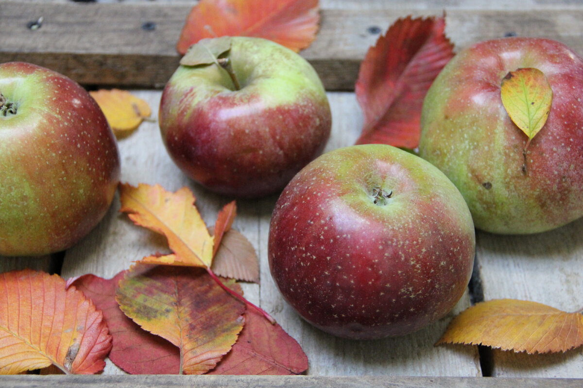 Осенние яблоки для пирога 