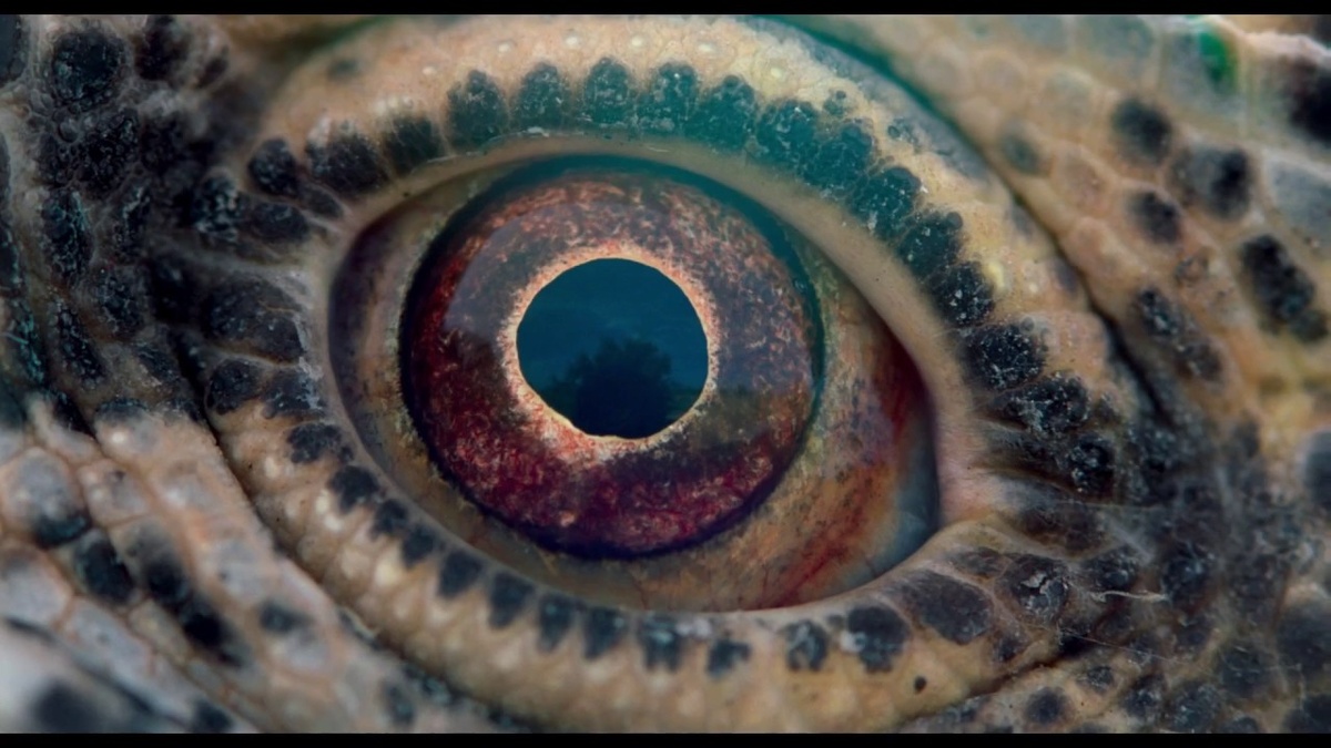 Жанр:  Документальный,фэнтези.  Продолжительность:  90 мин. / 01:30