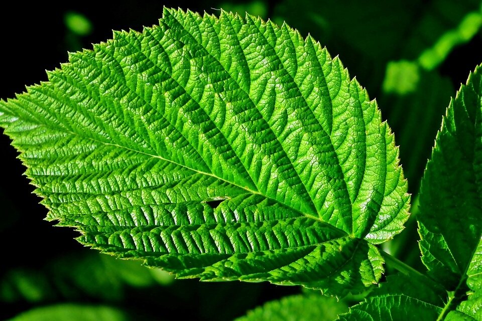 Бизнес план выращивание малины в теплице