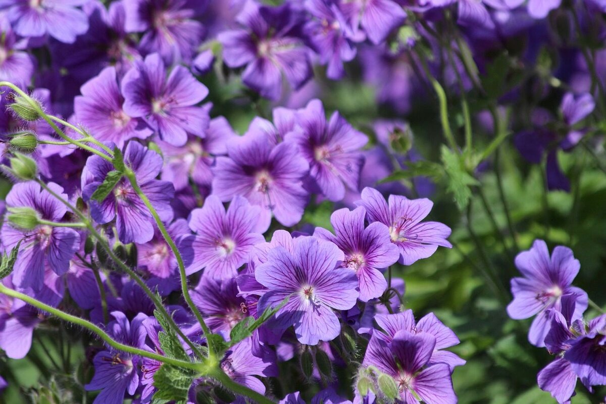Садовая герань на пике цветения