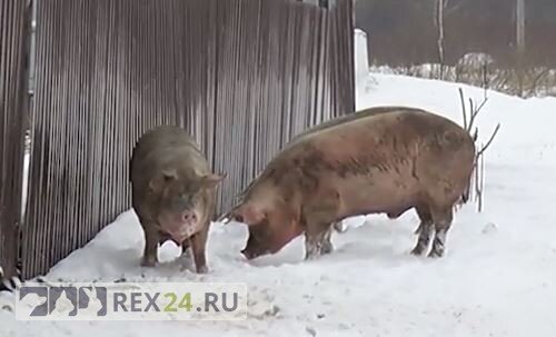 Фото: скриншот видео Рентв