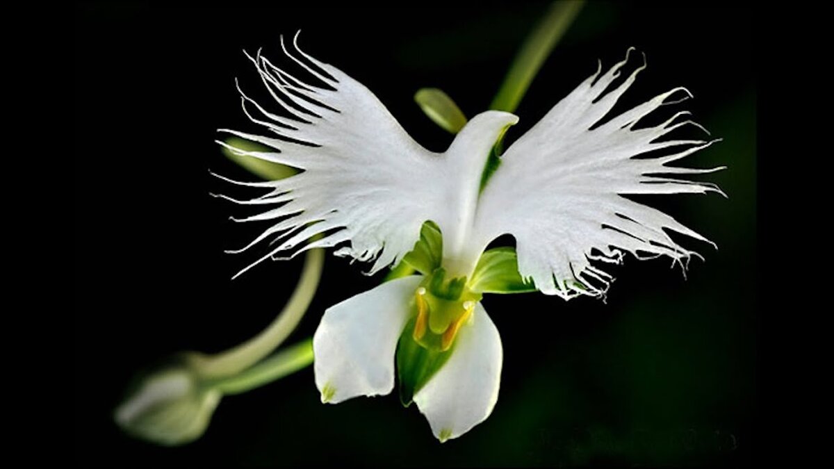 семена орхидеи фото