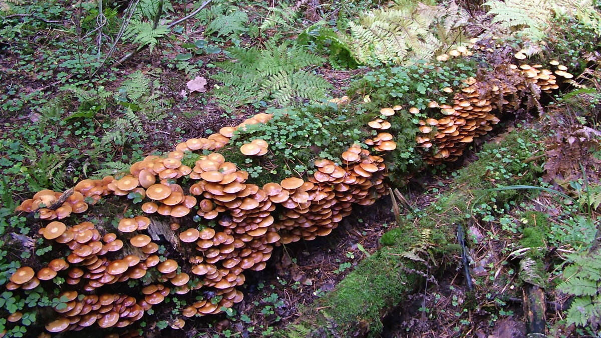 Летние опята. Фото взято из открытых источников.