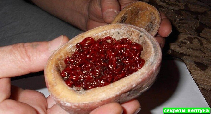 Хранение мотыля в домашних условиях. Мотыль для рыбалки. Как сохранить мотыля живым. Емкость для хранения мотыля. Лоток для хранения мотыля.