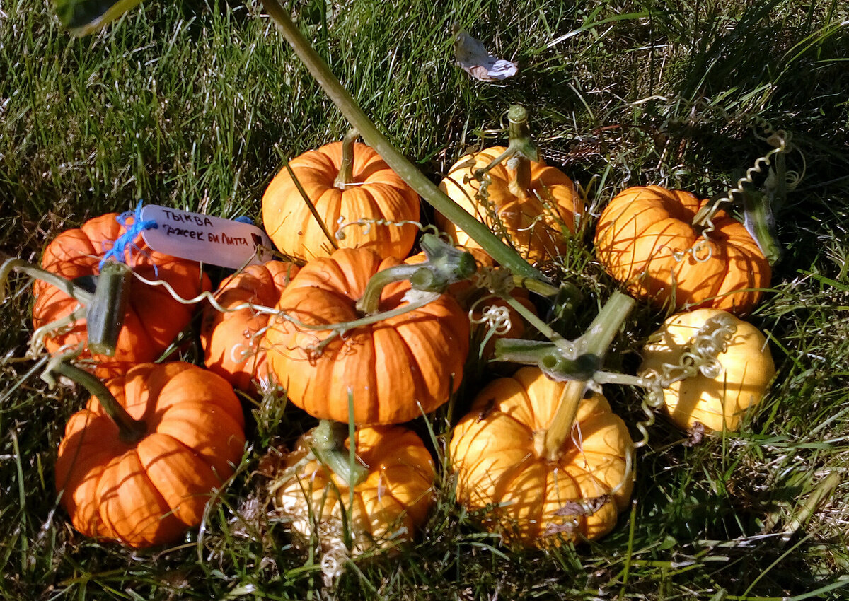 Очень понравились тыковки Джек бы Литтл (российский аналог - тыква Мандаринка).