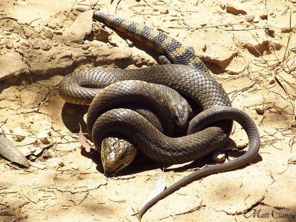 Даже змеи любят обнимашки...А ты,бессердечное создание нет!