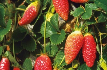 Серая гниль на садовой землянике: симптомы и методы борьбыСерая гниль на клубнике (садовой землянике) - неприятный сюрприз для садовода. Можно ли его избежать? Как защитить ягоды, до которых еще не добрался грибок?