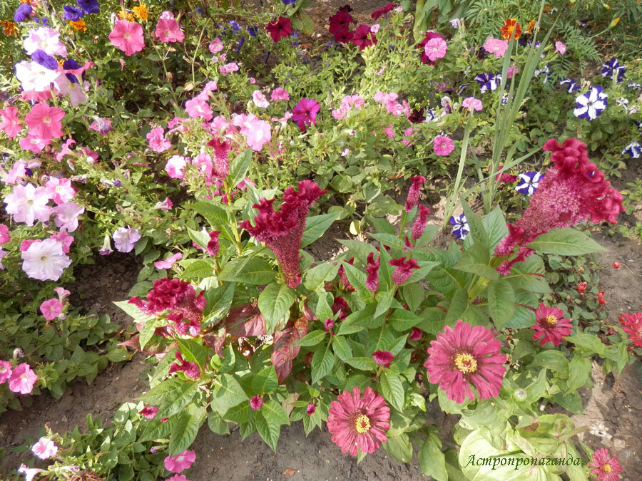 Фото Нины Стрелковой.