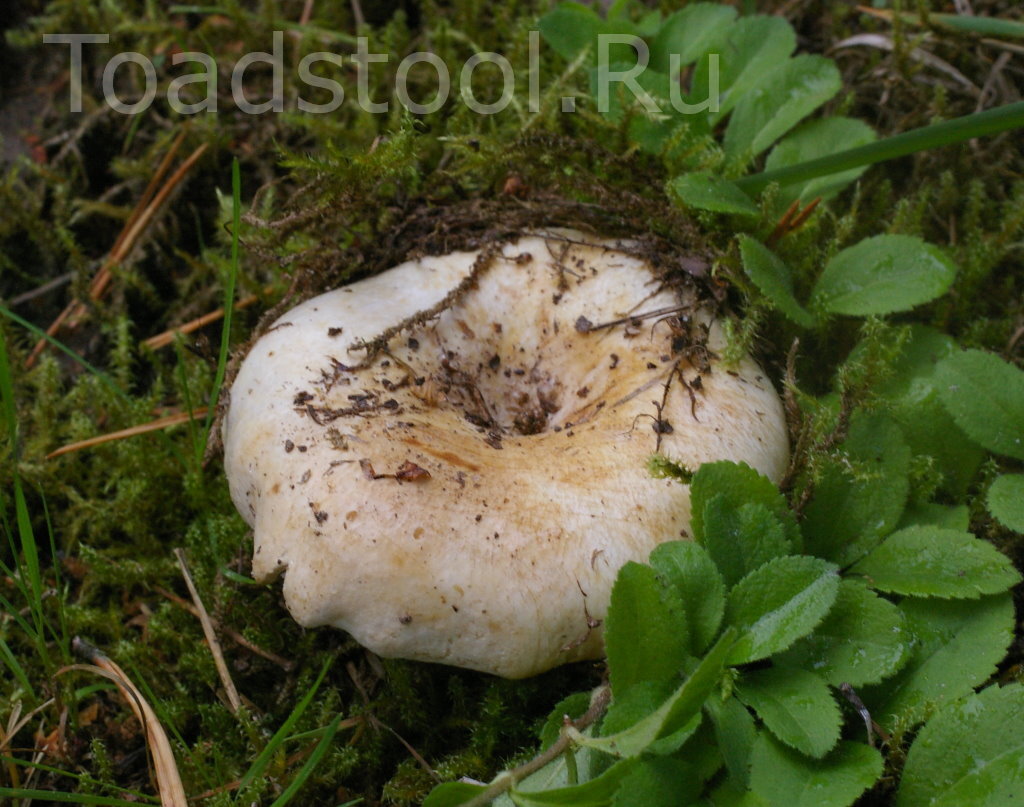 Белый подгруздок даже в лучшем, не обглоданном виде скорее желтоват (фото И.Лебединского)