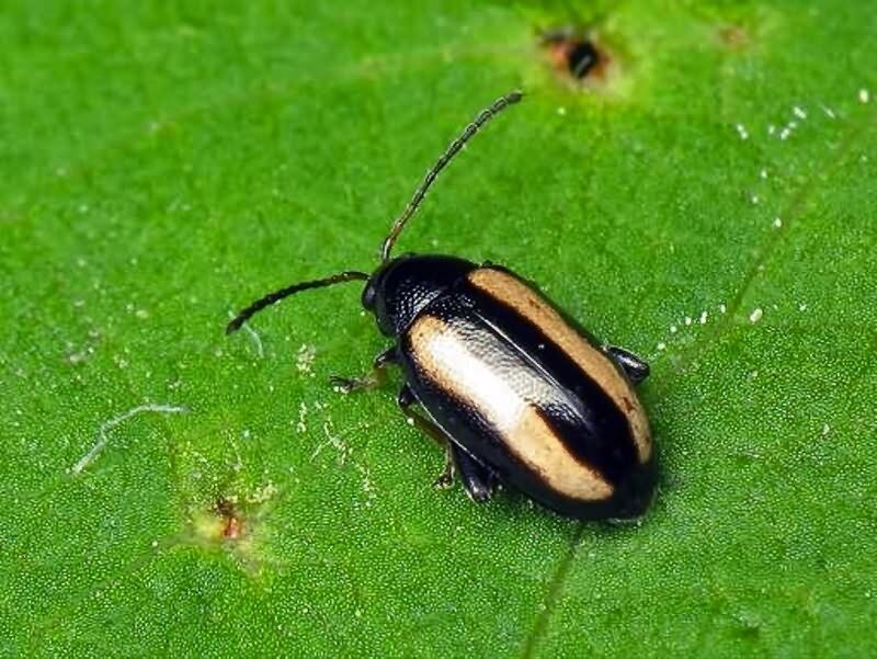 Крестоцветная блошка