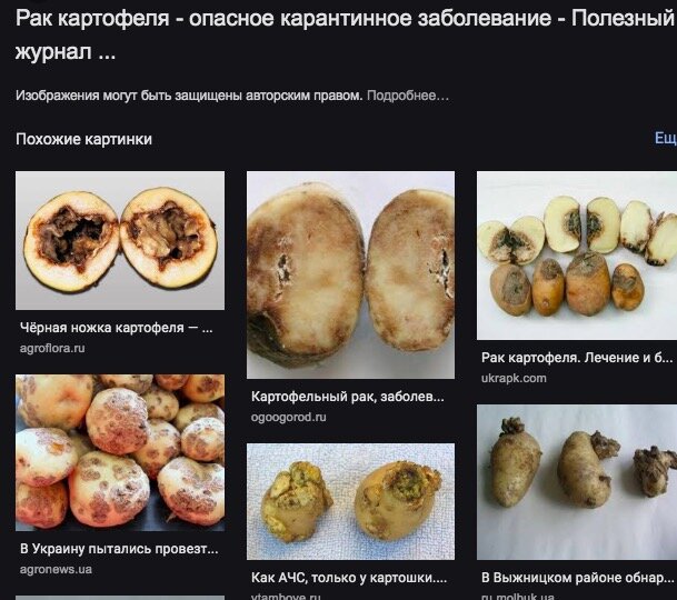 Как выглядит рак картофеля фото
