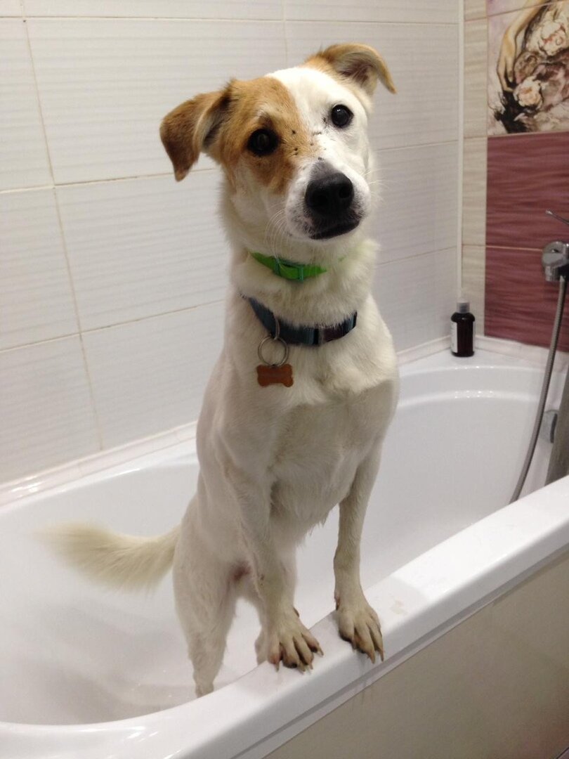 Собака Даня из Банды Дворян