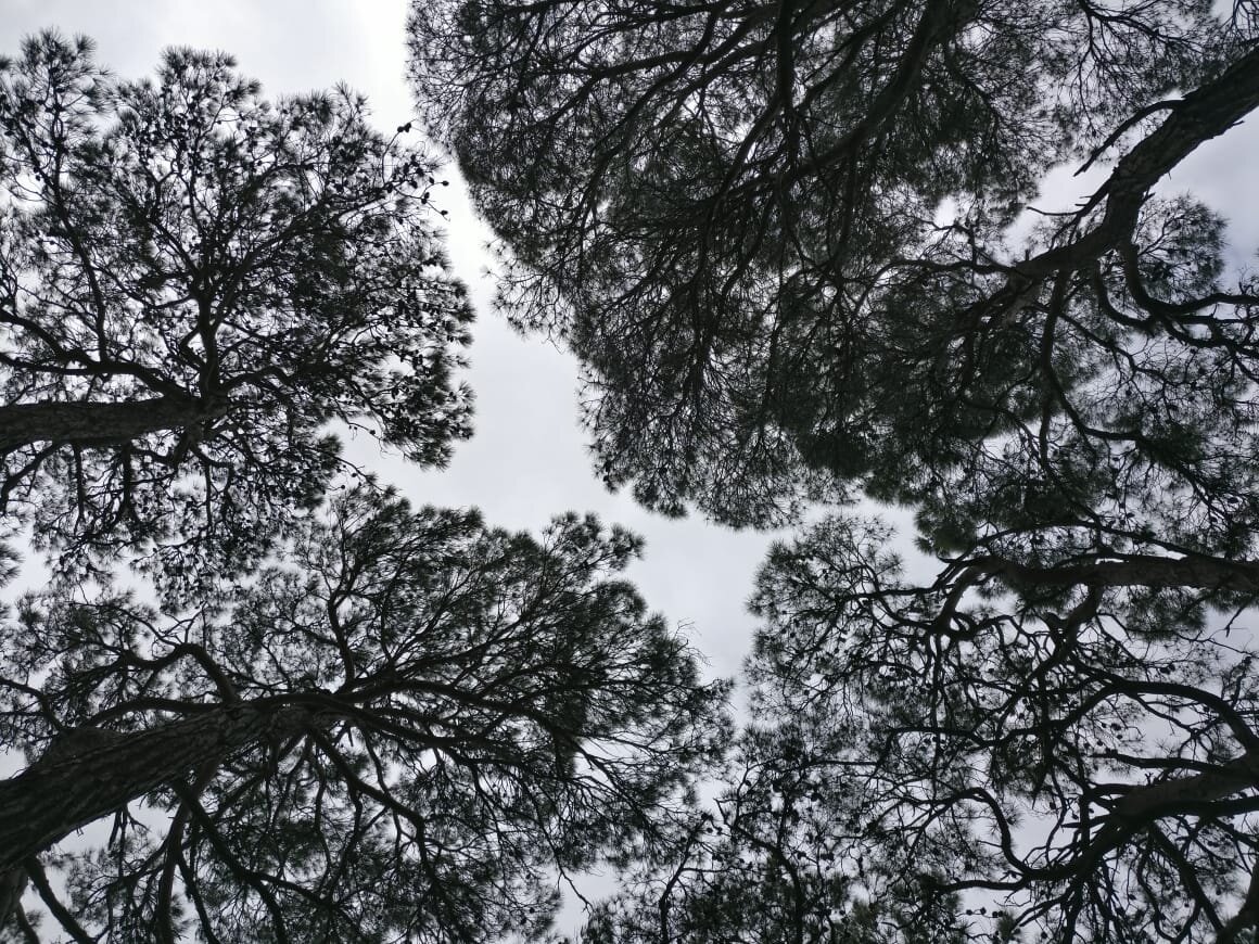 Ввысь. Фото автора