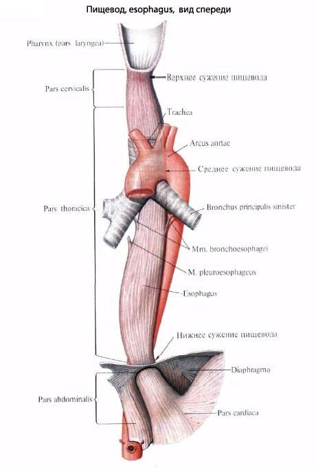 Слизистая оболочка желудка - e-Anatomy - IMAIOS