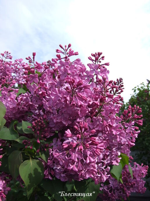 Сирень "Блестящая"