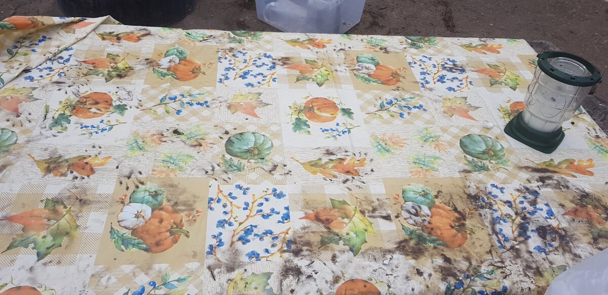 Следы ракунов