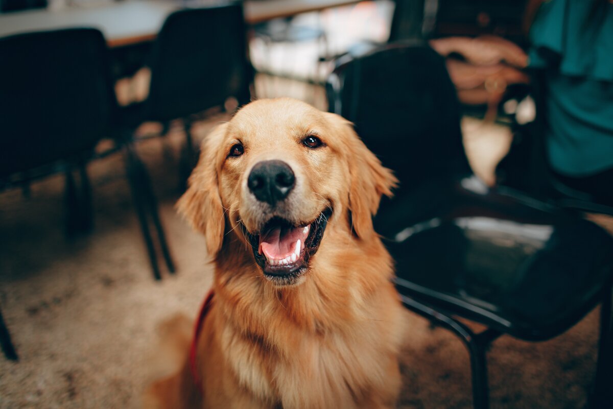 https://www.pexels.com/search/Bungou%20Stray%20Dogs/