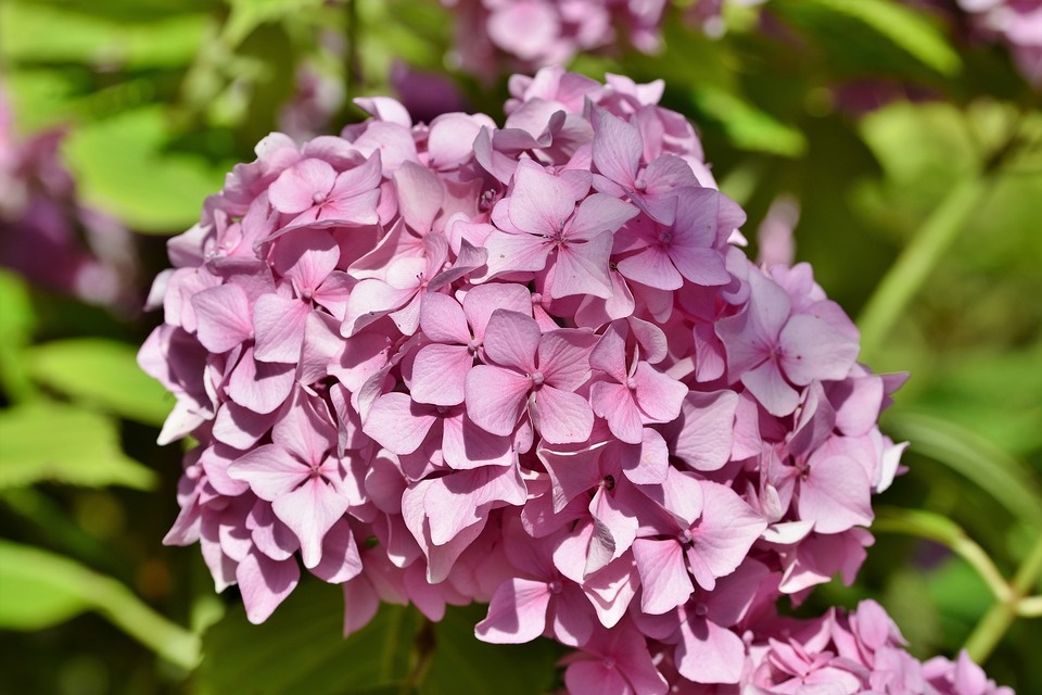 https://cdn.pixabay.com/photo/2019/08/10/06/53/hydrangea-4396288_960_720.jpg