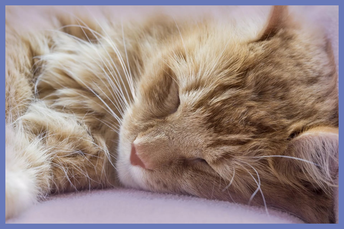 Отдыхай и отсыпайся,
Сил побольше набирайся,
Поскорее поправляйся
И с постели поднимайся!
