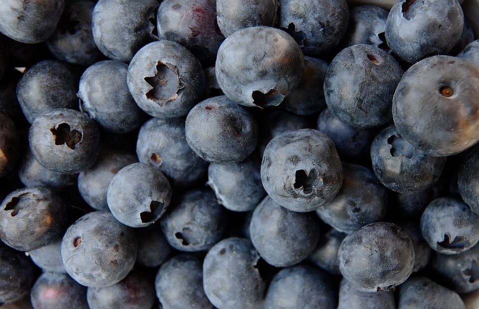 https://cdn.pixabay.com/photo/2018/04/28/16/12/blueberry-3357568_960_720.jpg