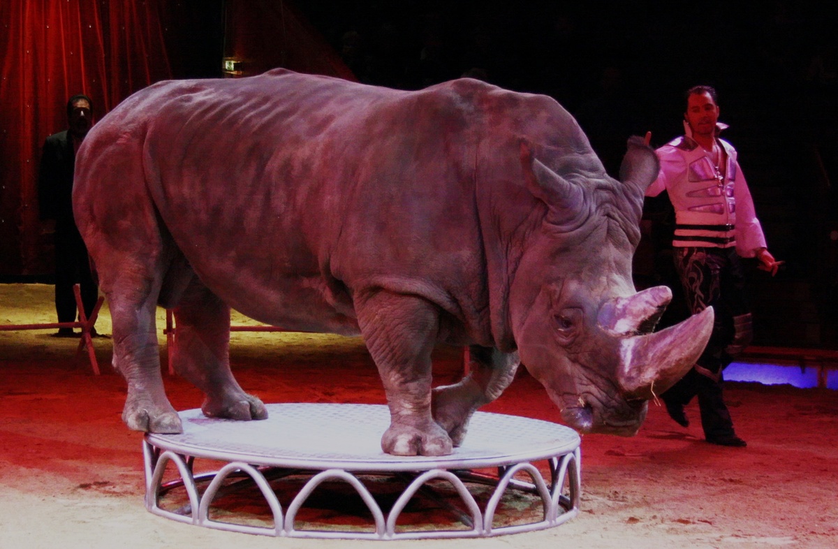 Тяжёлая участь носорога в цирке.