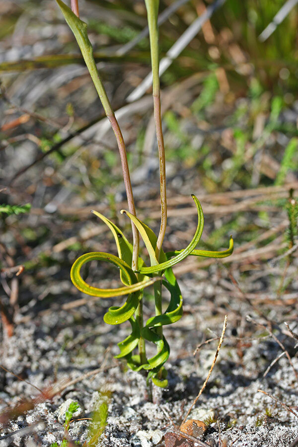 Thelymitra speciosa