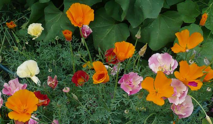 Здесь практически вся цветовая гамма эшшольции