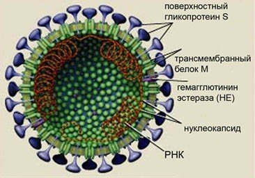 Виновник торжества 