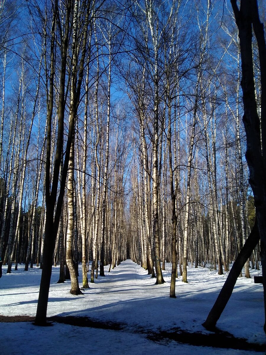                              Берёзовая аллея