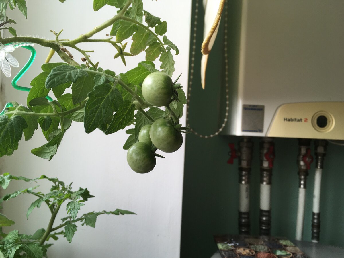 Фото вчерашние, от 20 марта