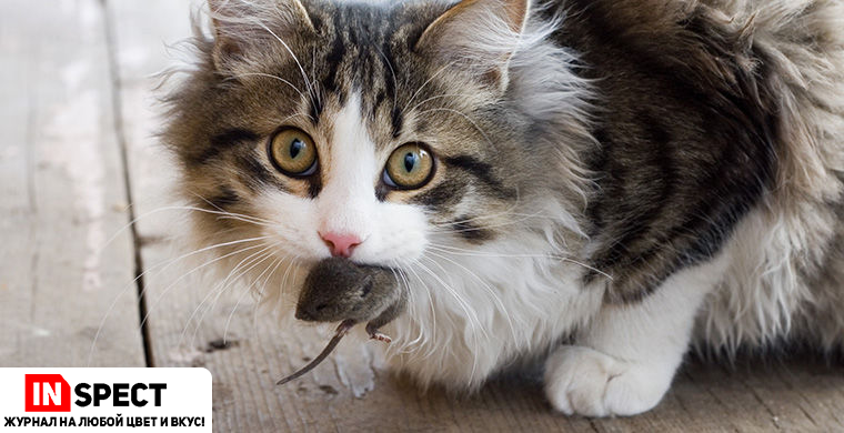 Кот охотится на мышь. Источник: moya-planeta.ru