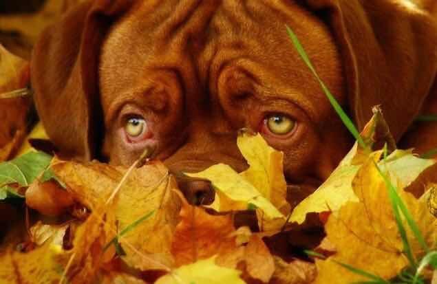 Источник: DR