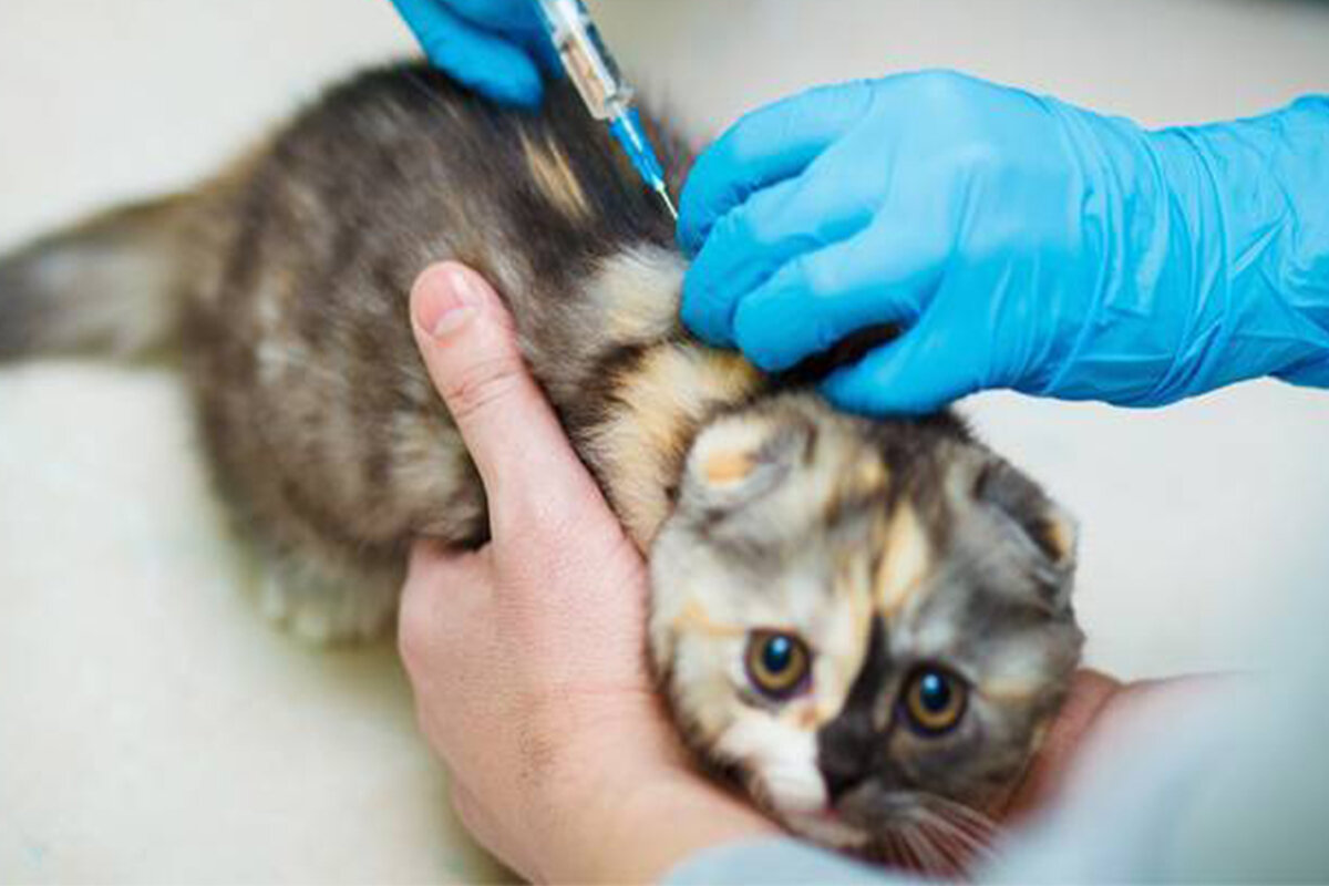 Бесплатные прививки для кошек в москве